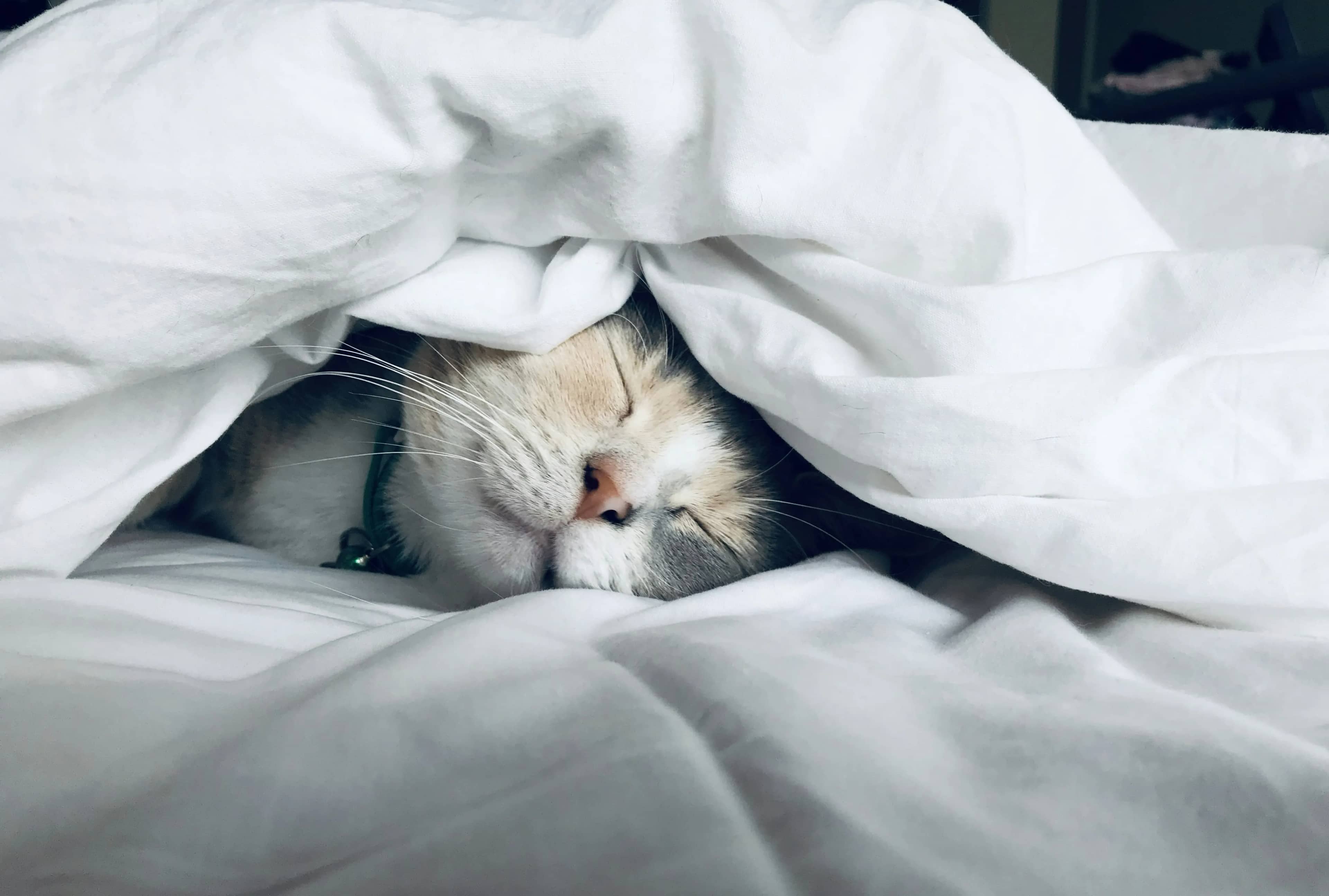 Revenge Bedtime: Schlaf & Training retten