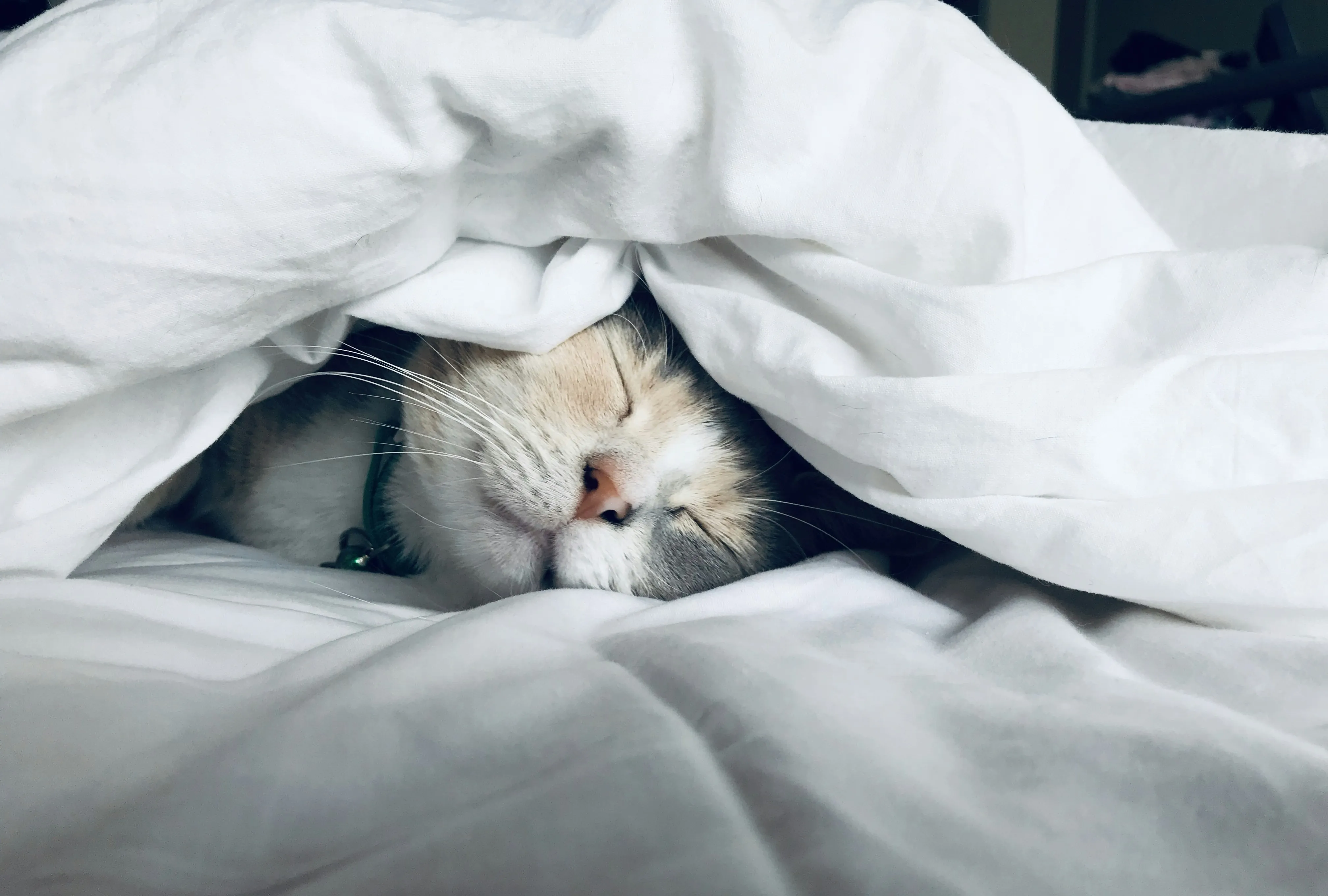 Revenge Bedtime: Schlaf & Training retten