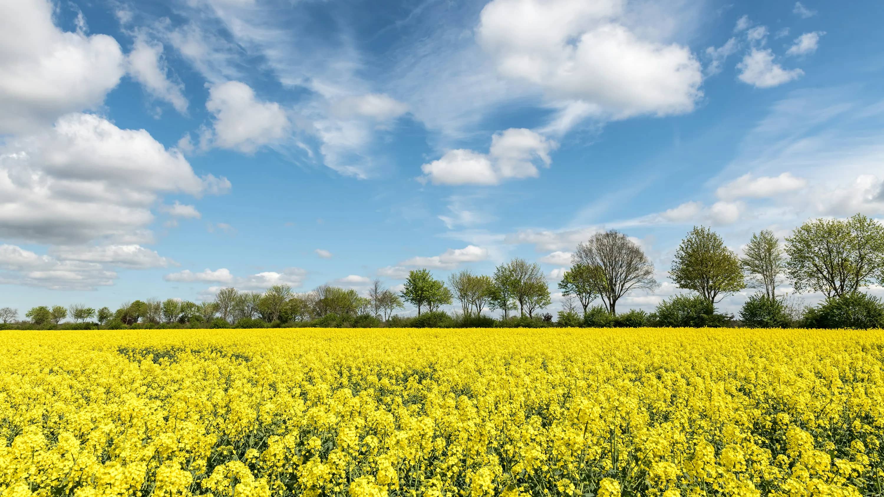 Seed Oils: Sind Pflanzenöle ungesund?